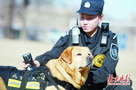 佩戴VR“天眼”警犬亮相 可回傳現場全景畫面（圖）