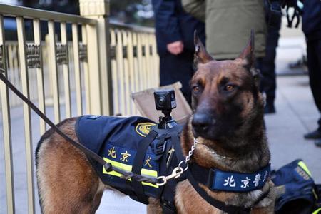 佩戴VR“天眼”警犬亮相 可回傳現場全景畫面（圖）