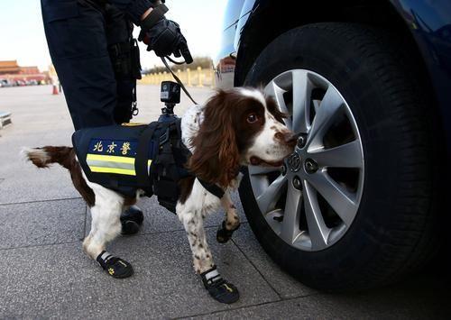 佩戴VR“天眼”警犬亮相 可回傳現場全景畫面（圖）