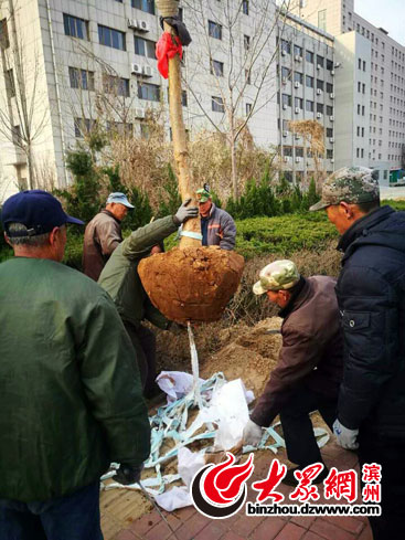 濱州引進200棵新樹種流蘇打造特色街道園林景觀