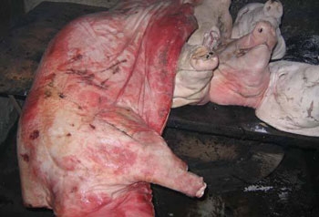 万斤病死猪肉卖出教你三招识别病死猪肉的方法组图