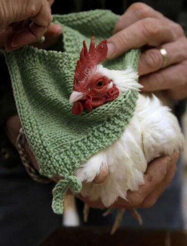 老人给鸡织毛衣 帮鸡保暖下蛋多（组图）