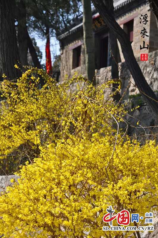 莒縣浮來山旅遊區連翹花開 漫山遍野絢麗多姿