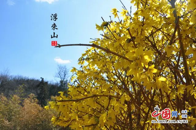 莒縣浮來山旅遊區連翹花開 漫山遍野絢麗多姿