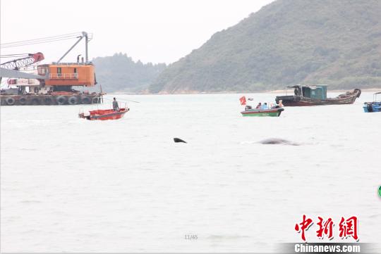 擱淺大亞灣抹香鯨確認死亡漁政船正將其拖拉上岸