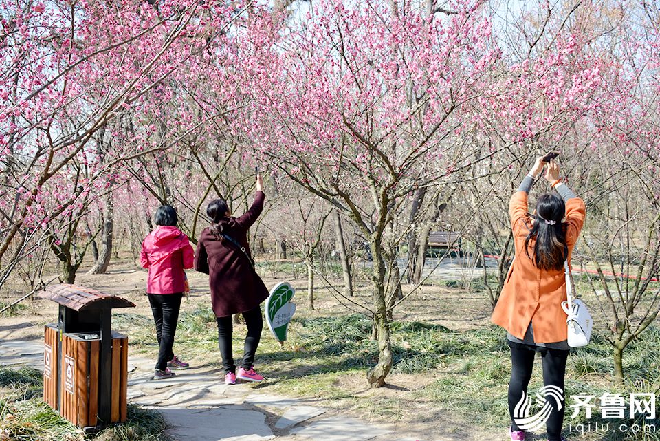 日照市植物园梅花盛开 吸引众多摄影爱好者