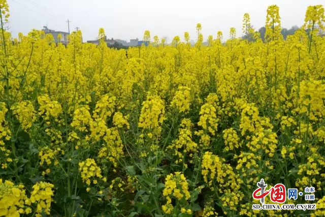 莒縣浮來山旅遊區高山滑草樂趣無窮