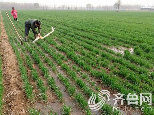 2017年春季灌溉 潍坊土壤墒情利于小麦返青（图）