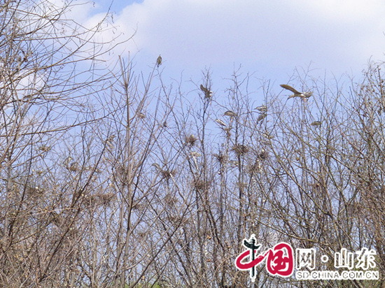 曲阜：數百隻鷺鷥鳥棲聚林前苗圃安營築巢(組圖)