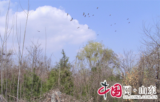 曲阜：數百隻鷺鷥鳥棲聚林前苗圃安營築巢(組圖)