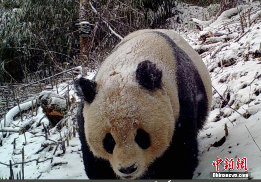 红外相机拍到野生大熊猫!不只是萌