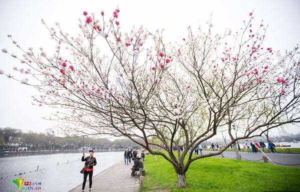 杭州西湖现奇葩樱花 红白相间一朵双色引游客