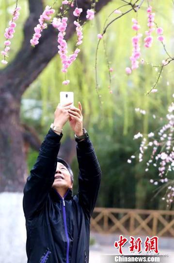 初春時節，濟南各園林“花樣”美景也正當時，引來遊客競相拍照。　梁犇攝