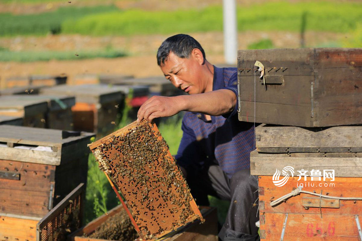 蜂蛹的加工应用-知花蜂蜜网-,蜂蜜新闻-蜂蛹|蜂蛹怎么吃|蜜蜂幼虫|知花蜂蜜-中国蜂蜜行业门户网站-www.zhfengmi.com-文章