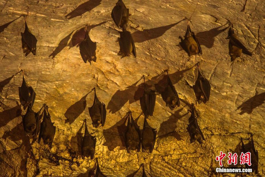  
實拍 
江西“ 
狐仙洞 
” 數千蝙蝠穴居溶洞