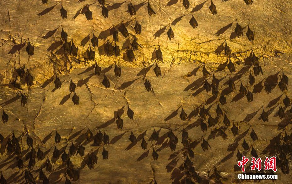  
实拍 
江西“ 
狐仙洞 
” 数千蝙蝠穴居溶洞