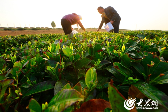 岚山区打造绿茶品牌价值 茶产业总值达到17.3亿元