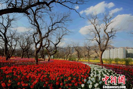 甘肃刘家峡一公园内现郁金香花海(组图)