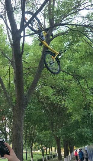 共享单车被人挂在树上已有一周时间