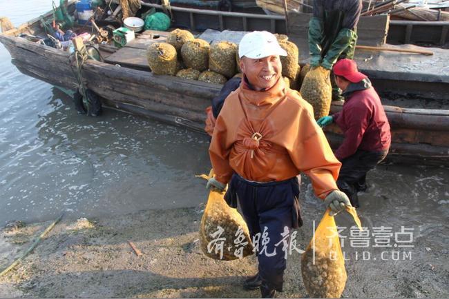 清蒸or辣炒!即墨5萬畝蛤蜊豐收 每天收十萬斤