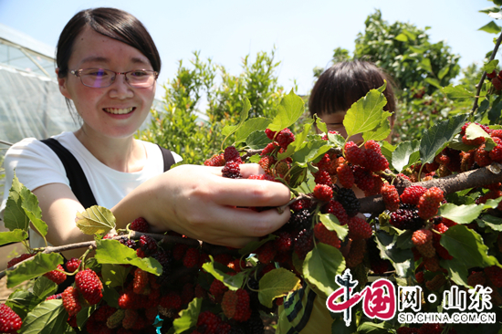 山东临沭：生态采摘带火全域旅游（图）