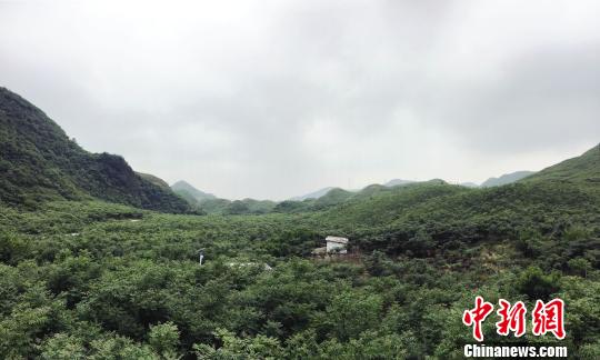 貴定縣沿山鎮底至村中藥材基地。　楊雲 攝