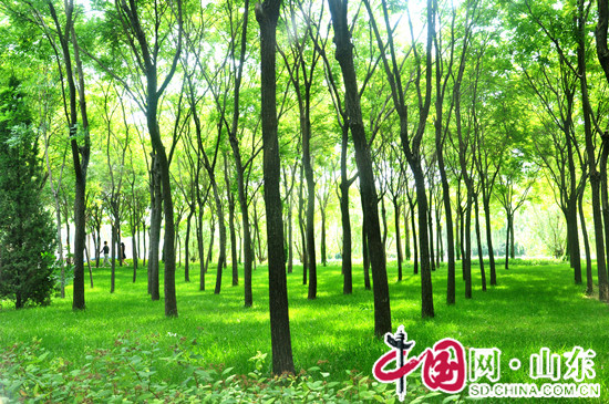 滨州：一颗颗大树变成一道道风景 创建文明城市让滨州美不胜收