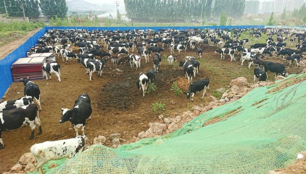 唐冶拆除长鸣奶牛场百亩违建 588头奶牛被安全转移