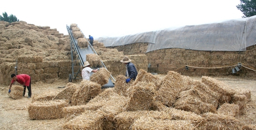 临沂夏季收小麦工作已经结束 秸秆利用率达90%