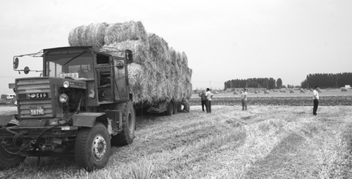 临沂夏季收小麦工作已经结束 秸秆利用率达90%