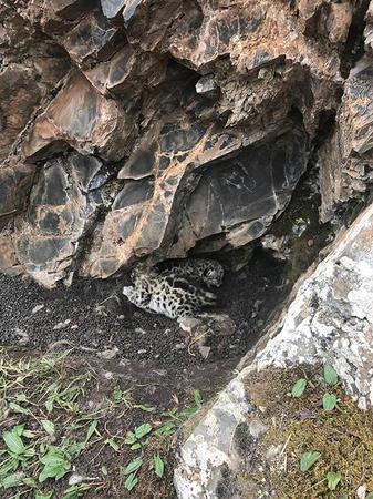 青海首次發現雪豹:有2隻幼崽 當地禁止採挖蟲草