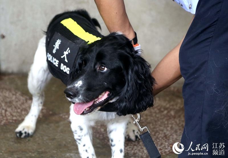 江苏缉毒犬贝贝"服役"戒毒所 每日巡查忙 中国网要闻 中国网