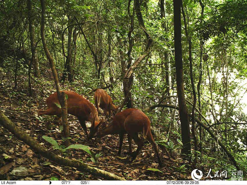 珍稀野生动物相继"现身"云南龙陵小黑山保护区