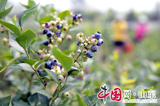 山東郯城：藍莓飄香引遊客（組圖）