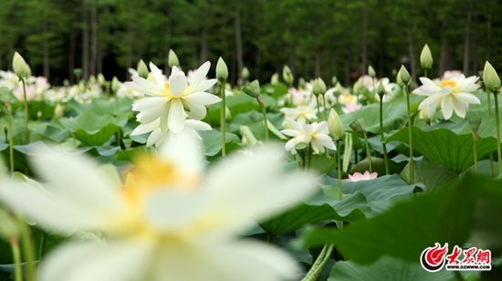 山海天旅游度假区第二届荷花节隆重开幕