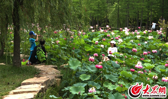 山海天旅游度假区第二届荷花节隆重开幕