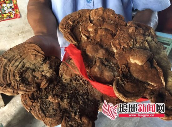 临沂市民捡4斤多重“红蘑菇”被鉴定为野生灵芝竞技宝app官方(图1)