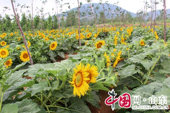 盛夏曲阜九仙山森林美景如畫吸引遊客（圖）