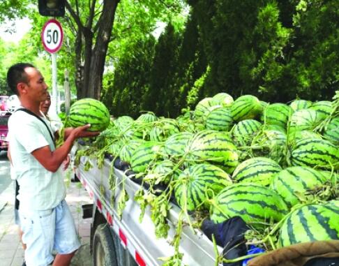 西瓜销量猛增价格低 临沂人一天吃瓜超百万公斤
