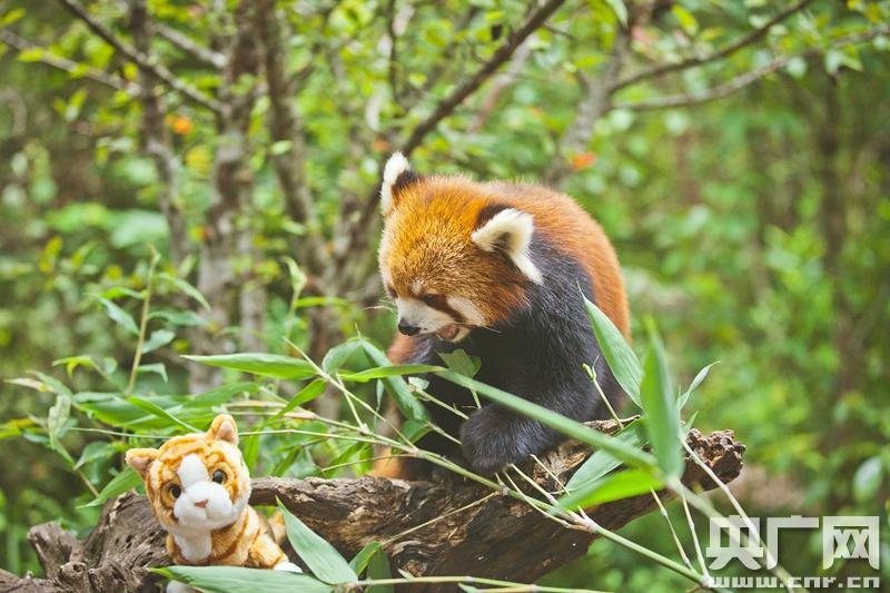 小熊猫嘟嘟拍写真 耍酷卖萌少女系圈粉引发围观