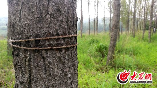 日照林業局深入各區縣對林業有害生物防控工作進行檢查