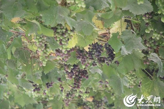 日照沁园春风景区8月5日将开展葡萄采摘节活动