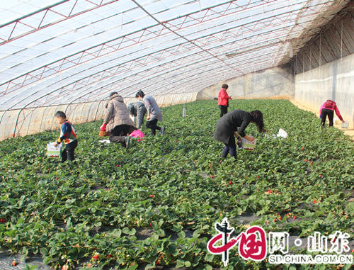 好客山東•中國博山第五屆草莓採摘季在上瓦泉村啟動(組圖)