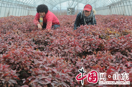 淄博淄川：转型带来就业岗 冬季农民不再闲