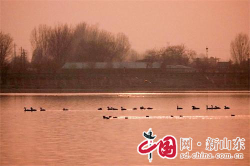 22只小天鹅“造访”梁山 给梁山泊平原水库带来了美丽
