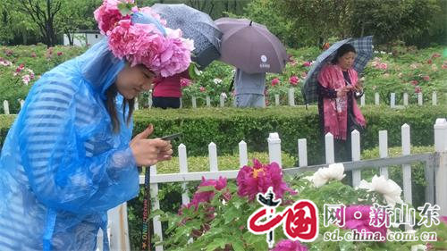 山东菏泽: 第27届牡丹文化旅游节开幕 千余种牡丹春雨中绽放别样风采
