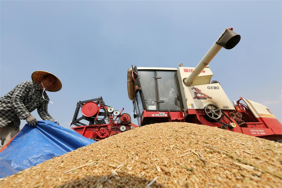 全国大规模小麦跨区机收基本结束 机收率达95.5%