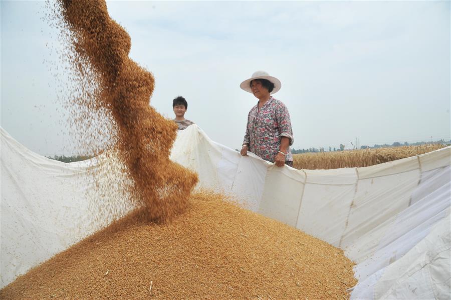 全国大规模小麦跨区机收基本结束 机收率达95.5%