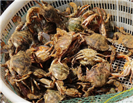 山东青岛：市民海边购螃蟹备年货