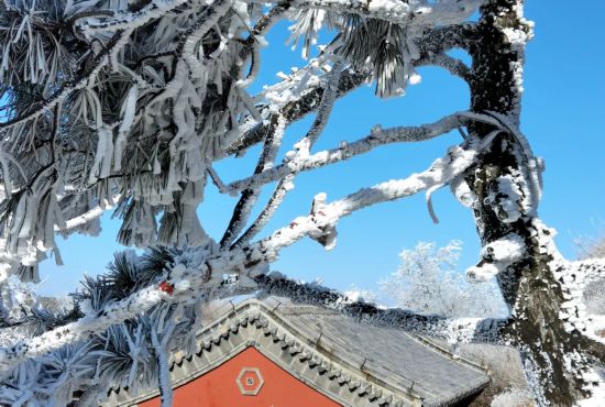 山东潍坊:沂山奇景 仙境里的玉树银花